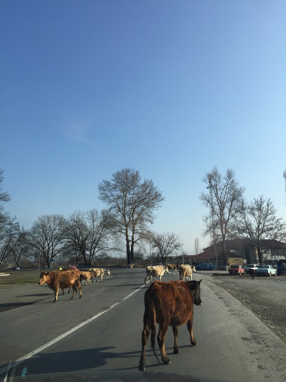 Коровы четко следуют правилам безопасности движения. Так по крайней мере им кажется